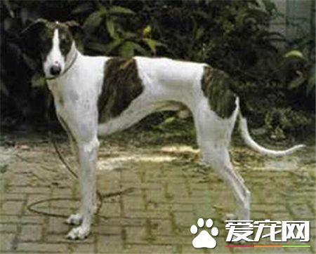 灵缇犬的喂养篇： 灵缇犬喂养需要注意的事项