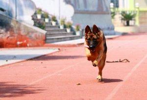 伤害狗狗的五种运动方式你知道吗？每天带狗跑步，德牧后肢却开始瘫痪