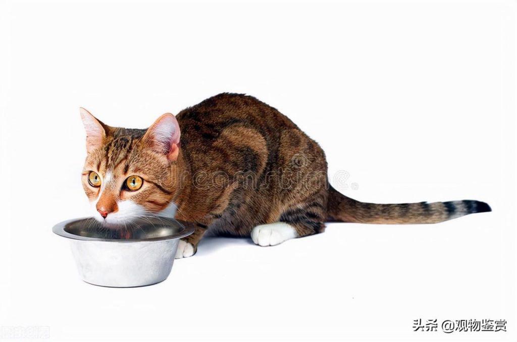 猫一个月吃多少斤猫粮？这要根据实际情况来判断猫的采食量