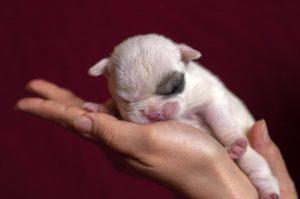 哪些小狗狗刚出生需要主人特殊饲养照顾？