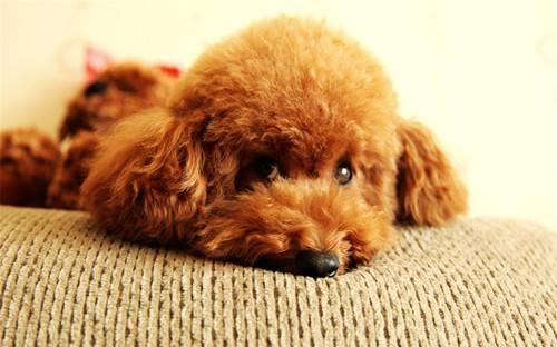 饲养老年贵宾犬的方法介绍（怎么照顾老了的贵宾犬？）