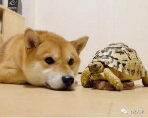 如何饲养豹纹陆龟