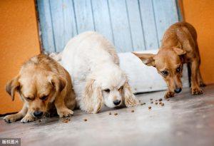 狗狗吃益生菌有哪些好处？益生菌可以天天吃吗？