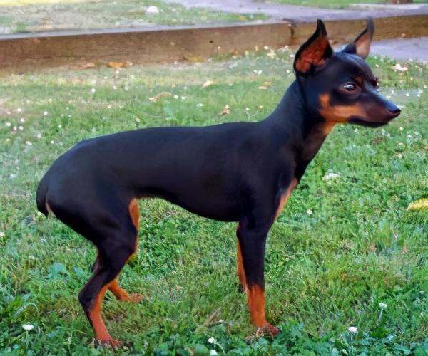 怎样使用正确的训练方法改掉小鹿犬的坏习惯？