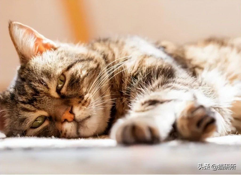 猫咪正常生活的温度是多少？猫咪感觉到热的表现有哪些？