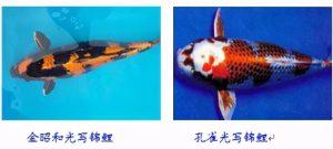 饲养锦鲤鱼前应准备什么？选择什么颜色的呢？