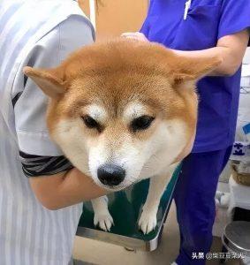 柴犬需要打几次疫苗？柴犬打疫苗要多少钱？