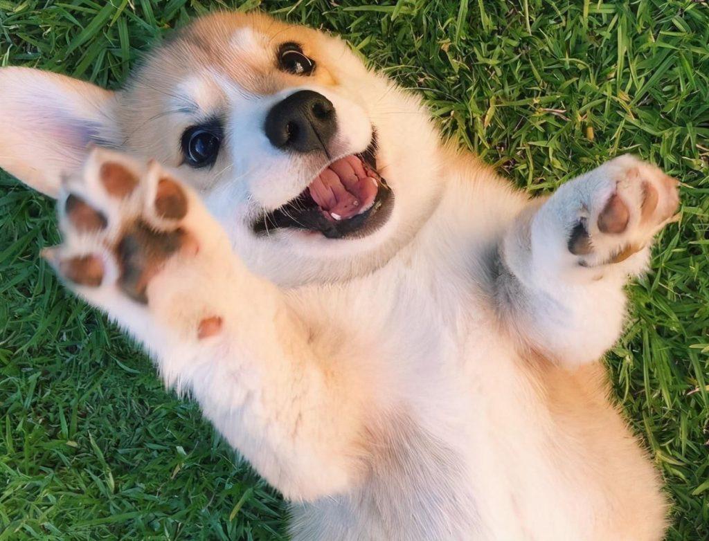 柯基幼犬怎么养？你觉得柯基犬哪个部位最可爱？最科学的7个方法