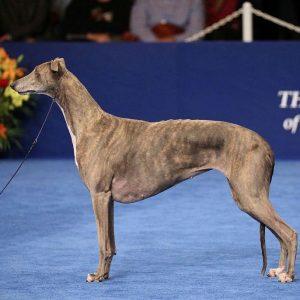15个世界上最高的狗品种