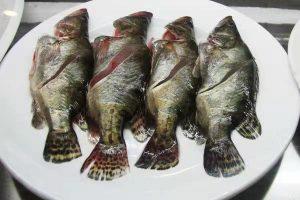 被称为中国虎鱼的原生鱼，可以裸缸饲养也可以造景饲养