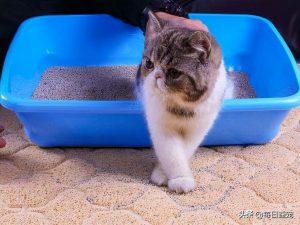 猫砂应该铺多厚？猫砂的正确铺法