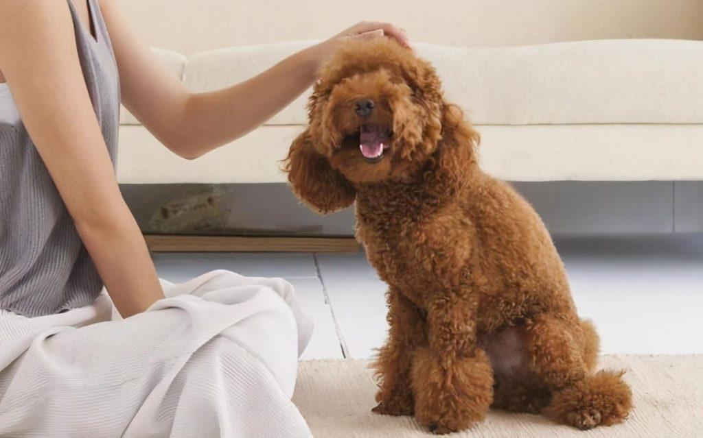 养一只泰迪犬要花多少钱？宠物消费的那些误区