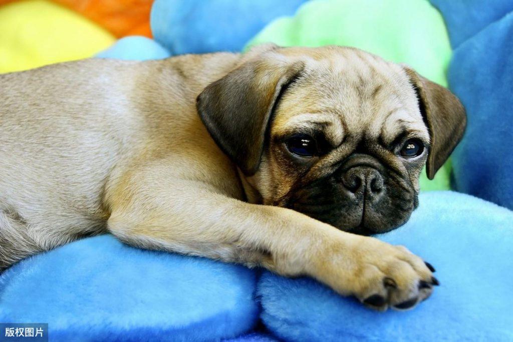 巴哥犬和法斗怎么区分？你喜欢八哥犬还是法斗呢