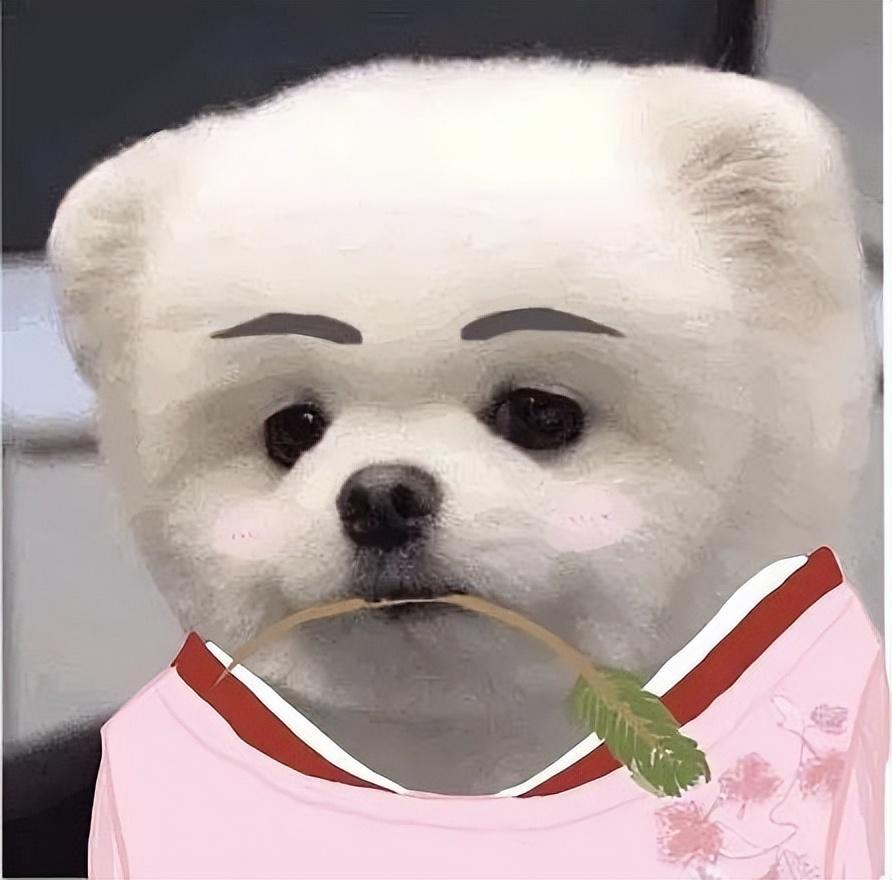 影响“博美犬”价格的4大因素，为什么价格差别会这么大呢？