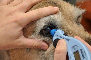 犬青光眼治疗起来困难吗？怎么样才可以降低风险？