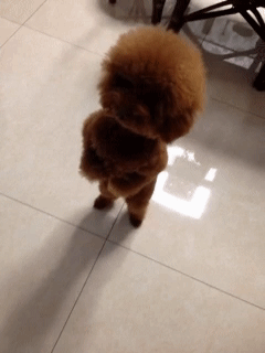 泰迪犬3~6个月的关键期，宠主应该怎样照顾？宠主按这6个步骤去操作
