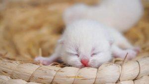 如何大约判断小奶猫的大概年龄？小奶猫喂奶剂量，时间频率是多久呢？