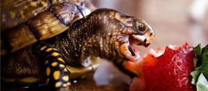 龟可以长期吃龟粮吗？长期吃龟粮能保证我们养好龟吗？