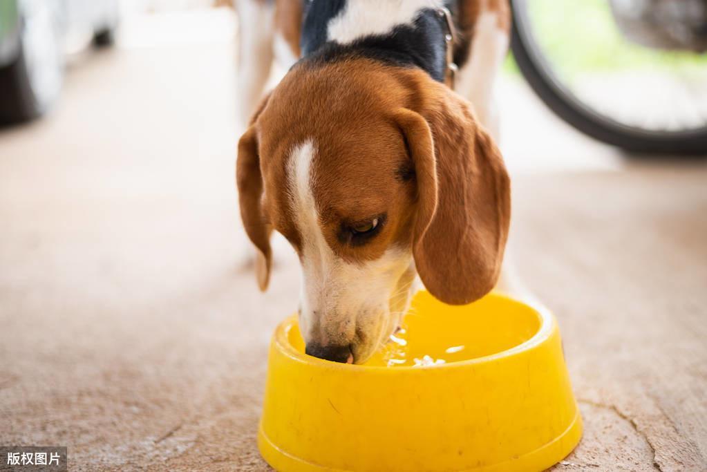 狗狗不喝水怎么办？试试这5种水，给狗狗多喝，对它身体有好处