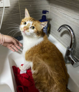 宠物店给猫洗澡要八十块，这值吗？网友：但凡洗过猫都不会觉得贵