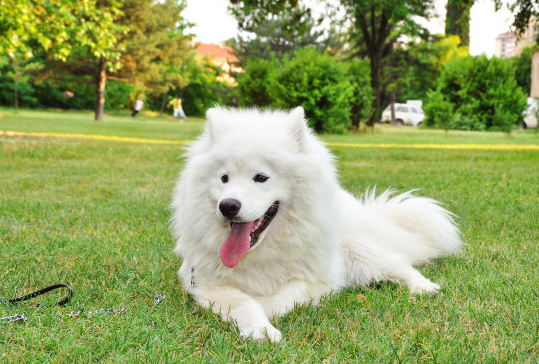 萨摩耶犬一胎能怀几个宝宝？萨摩耶产后要怎么照顾？