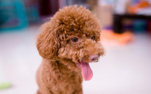 饲养老年贵宾犬的方法介绍（怎么照顾老了的贵宾犬？）