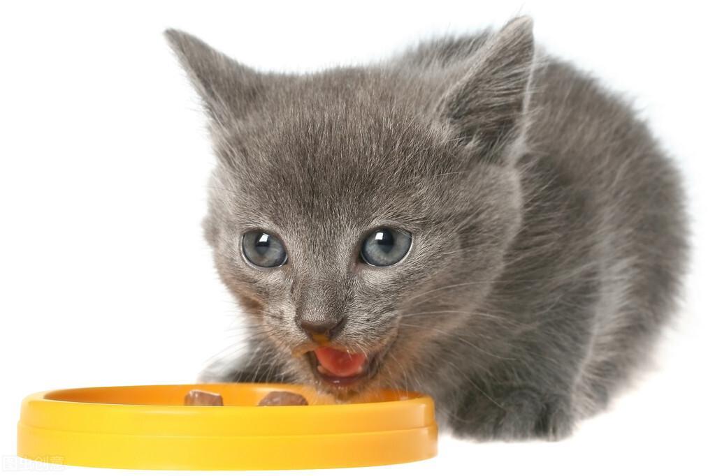 猫一天吃多少猫粮？按照年龄来区分