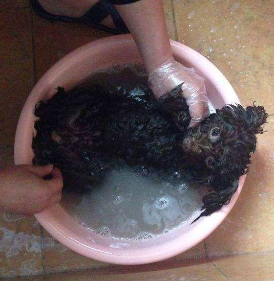 给泰迪犬洗澡，很多人都忽略的5点，这么多年白洗了