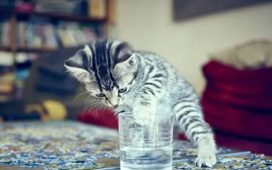 猫咪冷知识：猫咪一天要喝多少水才够？