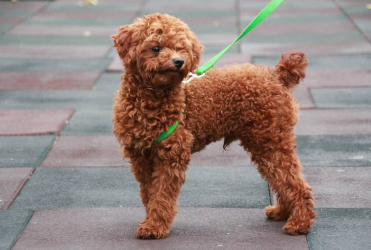 养泰迪犬一个月的开销大概是多少？宠主有没有具体想过呢？