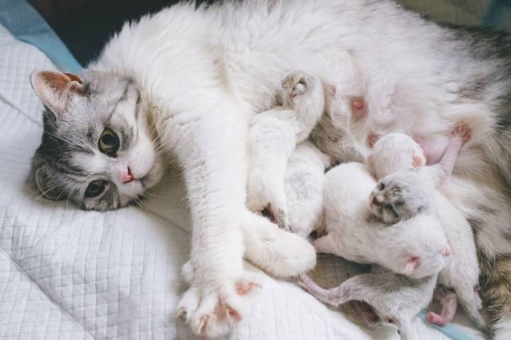 如何计算猫咪预产期？如何判断怀孕和要生了？