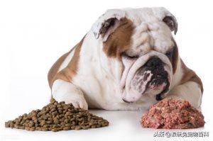 如何制作优质的狗粮？配置狗粮需要注意哪些