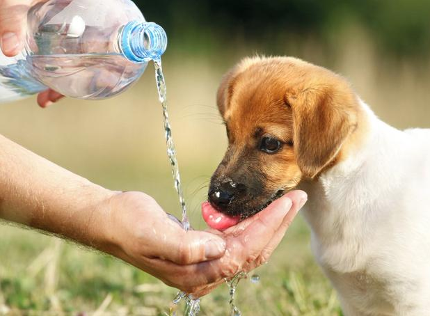 狗狗一直喝水是生病了吗？有可能是这几个原因
