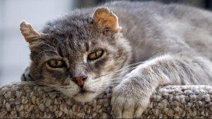 猫咪糖尿病的机理是什么？猫咪糖尿病能不能预防？