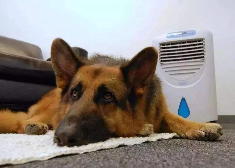 狗狗到底能不能吹空调呢？科普一下狗狗吹空调的一些注意点