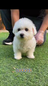 比熊犬的优点有什么？比熊的性格怎么样？