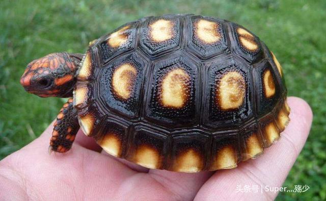 陆龟中最适合新手入坑的一种——红腿陆龟（红腿陆龟的饲养方法）
