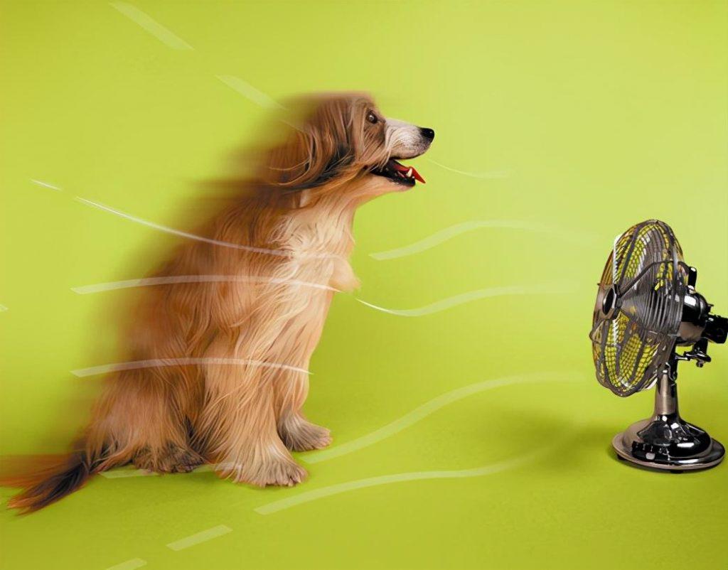 狗狗可以吹空调吗？狗狗吹空调的好处有什么呢？