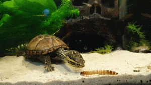 龟可以长期吃龟粮吗？长期吃龟粮能保证我们养好龟吗？