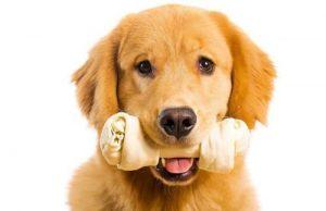 如何正确的给狗狗补钙？狗狗补钙过量的后果是什么样？