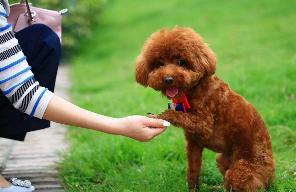 泰迪犬3~6个月的关键期，宠主应该怎样照顾？宠主按这6个步骤去操作