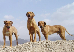 狗是人类最忠实的伙伴，盘点全世界100多种名贵的狗，图文说明