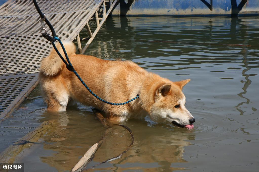 狗狗不喝水怎么办？试试这5种水，给狗狗多喝，对它身体有好处