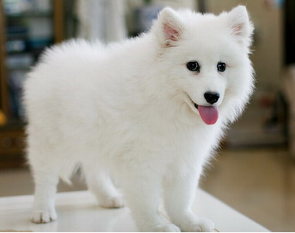 银狐犬多少钱一只？,银狐犬喂养训练方法有哪些？