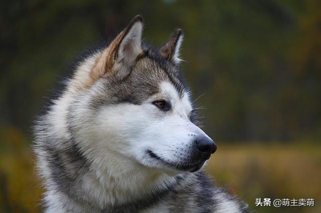 你分得清阿拉斯加和哈士奇吗？两者智商不是跟高主要表现在哪？