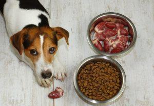 狗狗吃鸡肝真的健康吗？狗狗吃鸡肝太多会有什么坏处？