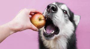 喂狗狗吃东西怎么才算适量？怎样的分量，才不会对狗狗造成伤害？