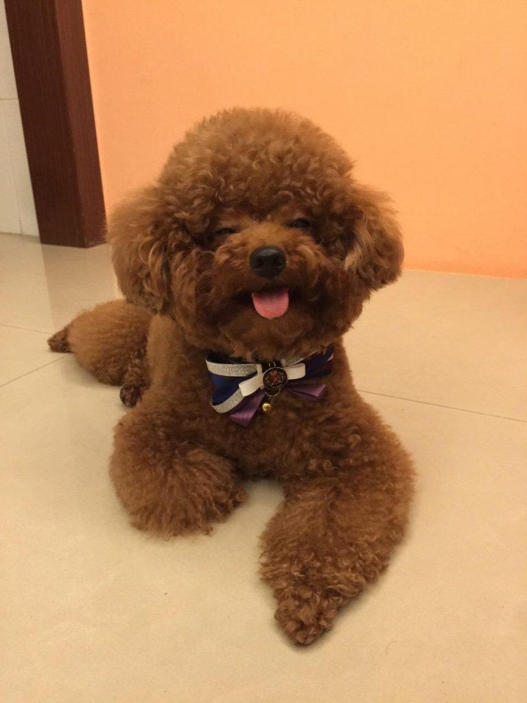为什么女生都喜欢养泰迪犬?泰迪有什么优点? 为什么女生都喜欢养泰迪犬?泰迪有什么优点?
