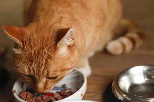 猫咪猫粮每天喂多少？保证一天猫咪吃的食物足够克数就好