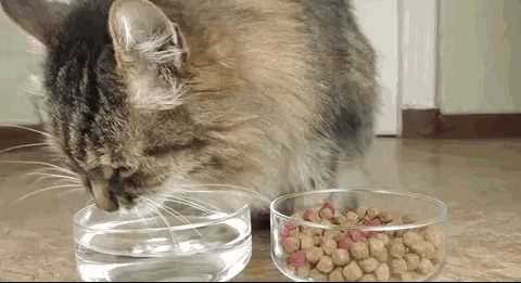 你知道猫咪每天所需的饮水量是多少吗？